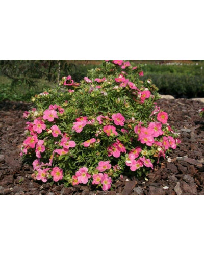 Перстач чагарниковий / Лапчатка кущова Пінк Парадайз | Potentilla fruticosa Pink Paradise | Лапчатка кустарниковая Пинк Парадайз