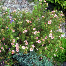 Перстач чагарниковий / Лапчатка кущова Пінк Парадайз | Potentilla fruticosa Pink Paradise | Лапчатка кустарниковая Пинк Парадайз