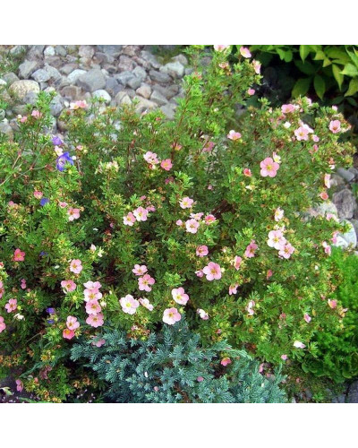 Перстач чагарниковий / Лапчатка кущова Пінк Парадайз | Potentilla fruticosa Pink Paradise | Лапчатка кустарниковая Пинк Парадайз