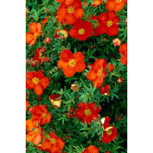 Перстач чагарниковий / Лапчатка кущова Меріон Ред Робін / Марро | Potentilla fruticosa Marian Red Robin / Marrob | Лапчатка кустарниковая Мэрион Ред Робин / Марро