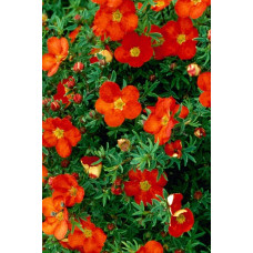 Перстач чагарниковий / Лапчатка кущова Меріон Ред Робін / Марро | Potentilla fruticosa Marian Red Robin / Marrob | Лапчатка кустарниковая Мэрион Ред Робин / Марро