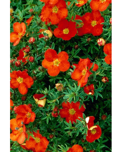 Перстач чагарниковий / Лапчатка кущова Меріон Ред Робін / Марро | Potentilla fruticosa Marian Red Robin / Marrob | Лапчатка кустарниковая Мэрион Ред Робин / Марро