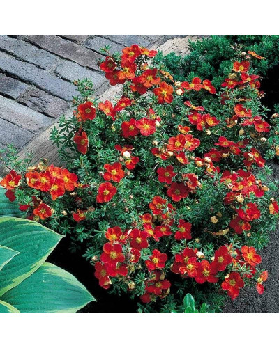 Перстач чагарниковий / Лапчатка кущова Меріон Ред Робін / Марро | Potentilla fruticosa Marian Red Robin / Marrob | Лапчатка кустарниковая Мэрион Ред Робин / Марро