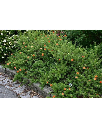 Перстач чагарниковий / Лапчатка кущова Меріон Ред Робін / Марро | Potentilla fruticosa Marian Red Robin / Marrob | Лапчатка кустарниковая Мэрион Ред Робин / Марро