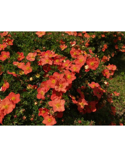 Перстач чагарниковий / Лапчатка кущова Меріон Ред Робін / Марро | Potentilla fruticosa Marian Red Robin / Marrob | Лапчатка кустарниковая Мэрион Ред Робин / Марро