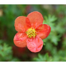 Перстач чагарниковий / Лапчатка кущова Меріон Ред Робін / Марро | Potentilla fruticosa Marian Red Robin / Marrob | Лапчатка кустарниковая Мэрион Ред Робин / Марро