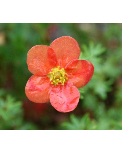 Перстач чагарниковий / Лапчатка кущова Меріон Ред Робін / Марро | Potentilla fruticosa Marian Red Robin / Marrob | Лапчатка кустарниковая Мэрион Ред Робин / Марро