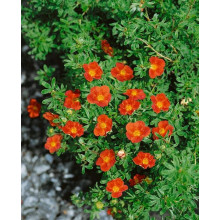 Перстач чагарниковий / Лапчатка кущова Меріон Ред Робін / Марро | Potentilla fruticosa Marian Red Robin / Marrob | Лапчатка кустарниковая Мэрион Ред Робин / Марро