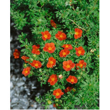 Перстач чагарниковий / Лапчатка кущова Меріон Ред Робін / Марро | Potentilla fruticosa Marian Red Robin / Marrob | Лапчатка кустарниковая Мэрион Ред Робин / Марро