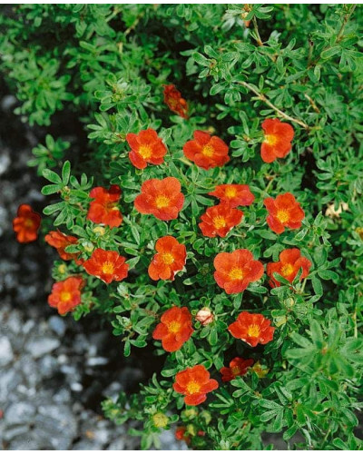 Перстач чагарниковий / Лапчатка кущова Меріон Ред Робін / Марро | Potentilla fruticosa Marian Red Robin / Marrob | Лапчатка кустарниковая Мэрион Ред Робин / Марро