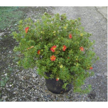 Перстач чагарниковий / Лапчатка кущова Меріон Ред Робін / Марро | Potentilla fruticosa Marian Red Robin / Marrob | Лапчатка кустарниковая Мэрион Ред Робин / Марро