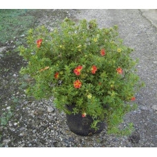 Перстач чагарниковий / Лапчатка кущова Меріон Ред Робін / Марро | Potentilla fruticosa Marian Red Robin / Marrob | Лапчатка кустарниковая Мэрион Ред Робин / Марро