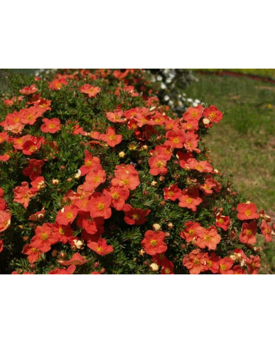 Перстач чагарниковий / Лапчатка кущова Меріон Ред Робін / Марро | Potentilla fruticosa Marian Red Robin / Marrob | Лапчатка кустарниковая Мэрион Ред Робин / Марро