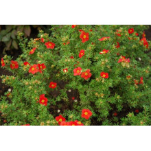 Перстач чагарниковий / Лапчатка кущова Меріон Ред Робін / Марро | Potentilla fruticosa Marian Red Robin / Marrob | Лапчатка кустарниковая Мэрион Ред Робин / Марро