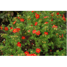 Перстач чагарниковий / Лапчатка кущова Меріон Ред Робін / Марро | Potentilla fruticosa Marian Red Robin / Marrob | Лапчатка кустарниковая Мэрион Ред Робин / Марро