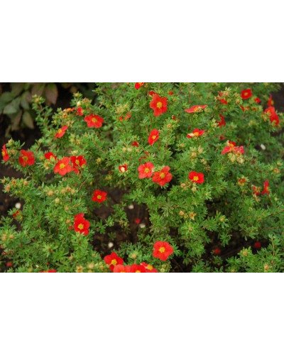 Перстач чагарниковий / Лапчатка кущова Меріон Ред Робін / Марро | Potentilla fruticosa Marian Red Robin / Marrob | Лапчатка кустарниковая Мэрион Ред Робин / Марро