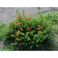 Перстач чагарниковий / Лапчатка кущова Меріон Ред Робін / Марро | Potentilla fruticosa Marian Red Robin / Marrob | Лапчатка кустарниковая Мэрион Ред Робин / Марро