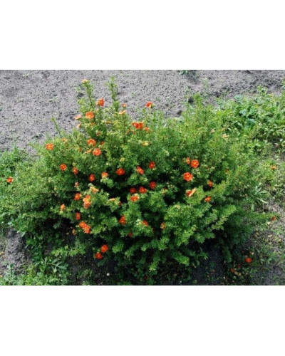 Перстач чагарниковий / Лапчатка кущова Меріон Ред Робін / Марро | Potentilla fruticosa Marian Red Robin / Marrob | Лапчатка кустарниковая Мэрион Ред Робин / Марро