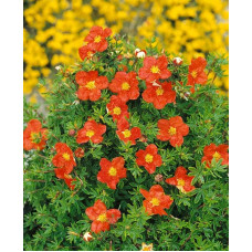 Перстач чагарниковий / Лапчатка кущова Меріон Ред Робін / Марро | Potentilla fruticosa Marian Red Robin / Marrob | Лапчатка кустарниковая Мэрион Ред Робин / Марро