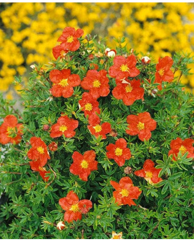 Перстач чагарниковий / Лапчатка кущова Меріон Ред Робін / Марро | Potentilla fruticosa Marian Red Robin / Marrob | Лапчатка кустарниковая Мэрион Ред Робин / Марро