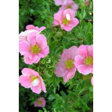 Перстач чагарниковий / Лапчатка кущова Лавлі Пінк ® / Пінк Б’юті ® | Potentilla fruticosa Lovely Pink ® / Pink Beauty ® | Лапчатка кустарниковая Лавли Пинк ® / Пинк Бьюти ®