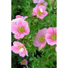 Перстач чагарниковий / Лапчатка кущова Лавлі Пінк ® / Пінк Б’юті ® | Potentilla fruticosa Lovely Pink ® / Pink Beauty ® | Лапчатка кустарниковая Лавли Пинк ® / Пинк Бьюти ®