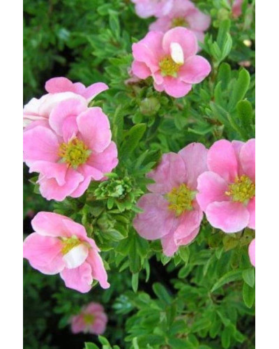 Перстач чагарниковий / Лапчатка кущова Лавлі Пінк ® / Пінк Б’юті ® | Potentilla fruticosa Lovely Pink ® / Pink Beauty ® | Лапчатка кустарниковая Лавли Пинк ® / Пинк Бьюти ®