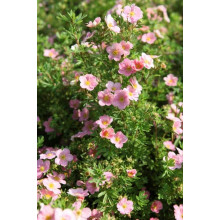Перстач чагарниковий / Лапчатка кущова Лавлі Пінк ® / Пінк Б’юті ® | Potentilla fruticosa Lovely Pink ® / Pink Beauty ® | Лапчатка кустарниковая Лавли Пинк ® / Пинк Бьюти ®