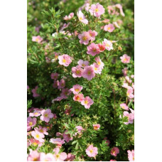 Перстач чагарниковий / Лапчатка кущова Лавлі Пінк ® / Пінк Б’юті ® | Potentilla fruticosa Lovely Pink ® / Pink Beauty ® | Лапчатка кустарниковая Лавли Пинк ® / Пинк Бьюти ®