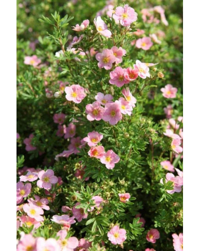 Перстач чагарниковий / Лапчатка кущова Лавлі Пінк ® / Пінк Б’юті ® | Potentilla fruticosa Lovely Pink ® / Pink Beauty ® | Лапчатка кустарниковая Лавли Пинк ® / Пинк Бьюти ®