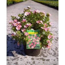 Перстач чагарниковий / Лапчатка кущова Лавлі Пінк ® / Пінк Б’юті ® | Potentilla fruticosa Lovely Pink ® / Pink Beauty ® | Лапчатка кустарниковая Лавли Пинк ® / Пинк Бьюти ®