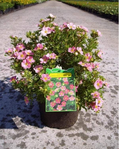 Перстач чагарниковий / Лапчатка кущова Лавлі Пінк ® / Пінк Б’юті ® | Potentilla fruticosa Lovely Pink ® / Pink Beauty ® | Лапчатка кустарниковая Лавли Пинк ® / Пинк Бьюти ®