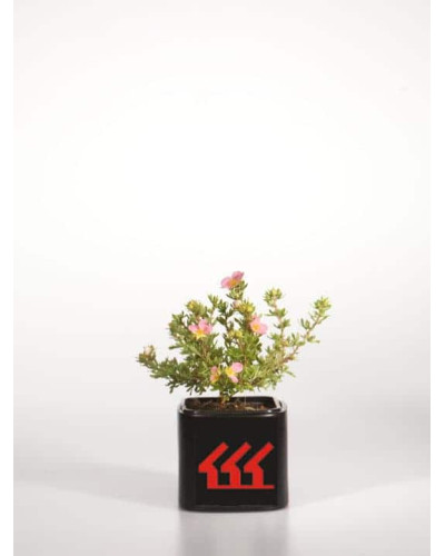 Перстач чагарниковий / Лапчатка кущова Лавлі Пінк ® / Пінк Б’юті ® | Potentilla fruticosa Lovely Pink ® / Pink Beauty ® | Лапчатка кустарниковая Лавли Пинк ® / Пинк Бьюти ®