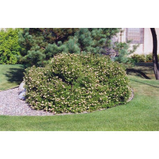 Перстач чагарниковий / Лапчатка кущова Лавлі Пінк ® / Пінк Б’юті ® | Potentilla fruticosa Lovely Pink ® / Pink Beauty ® | Лапчатка кустарниковая Лавли Пинк ® / Пинк Бьюти ®