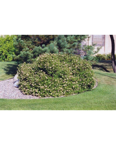 Перстач чагарниковий / Лапчатка кущова Лавлі Пінк ® / Пінк Б’юті ® | Potentilla fruticosa Lovely Pink ® / Pink Beauty ® | Лапчатка кустарниковая Лавли Пинк ® / Пинк Бьюти ®
