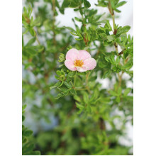 Перстач чагарниковий / Лапчатка кущова Лавлі Пінк ® / Пінк Б’юті ® | Potentilla fruticosa Lovely Pink ® / Pink Beauty ® | Лапчатка кустарниковая Лавли Пинк ® / Пинк Бьюти ®