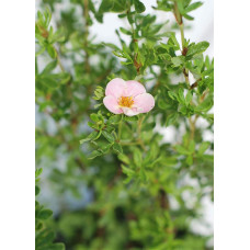 Перстач чагарниковий / Лапчатка кущова Лавлі Пінк ® / Пінк Б’юті ® | Potentilla fruticosa Lovely Pink ® / Pink Beauty ® | Лапчатка кустарниковая Лавли Пинк ® / Пинк Бьюти ®