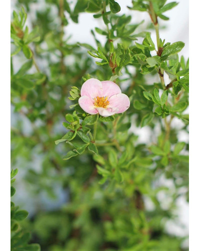 Перстач чагарниковий / Лапчатка кущова Лавлі Пінк ® / Пінк Б’юті ® | Potentilla fruticosa Lovely Pink ® / Pink Beauty ® | Лапчатка кустарниковая Лавли Пинк ® / Пинк Бьюти ®