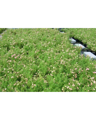 Перстач чагарниковий / Лапчатка кущова Лавлі Пінк ® / Пінк Б’юті ® | Potentilla fruticosa Lovely Pink ® / Pink Beauty ® | Лапчатка кустарниковая Лавли Пинк ® / Пинк Бьюти ®