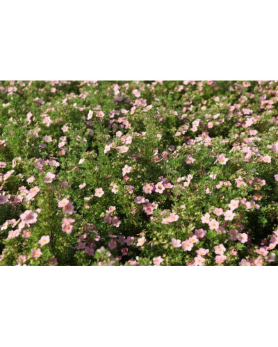 Перстач чагарниковий / Лапчатка кущова Лавлі Пінк ® / Пінк Б’юті ® | Potentilla fruticosa Lovely Pink ® / Pink Beauty ® | Лапчатка кустарниковая Лавли Пинк ® / Пинк Бьюти ®