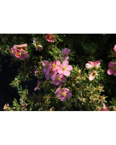 Перстач чагарниковий / Лапчатка кущова Лавлі Пінк ® / Пінк Б’юті ® | Potentilla fruticosa Lovely Pink ® / Pink Beauty ® | Лапчатка кустарниковая Лавли Пинк ® / Пинк Бьюти ®