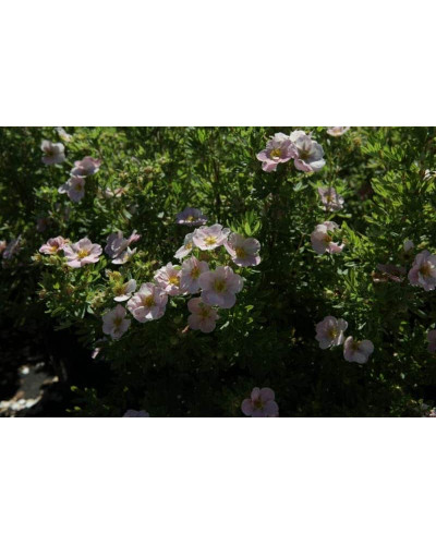 Перстач чагарниковий / Лапчатка кущова Лавлі Пінк ® / Пінк Б’юті ® | Potentilla fruticosa Lovely Pink ® / Pink Beauty ® | Лапчатка кустарниковая Лавли Пинк ® / Пинк Бьюти ®