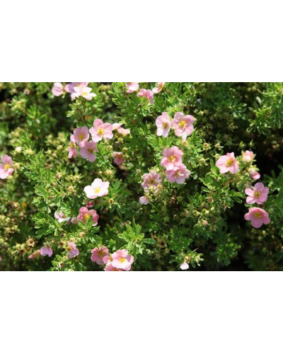 Перстач чагарниковий / Лапчатка кущова Лавлі Пінк ® / Пінк Б’юті ® | Potentilla fruticosa Lovely Pink ® / Pink Beauty ® | Лапчатка кустарниковая Лавли Пинк ® / Пинк Бьюти ®