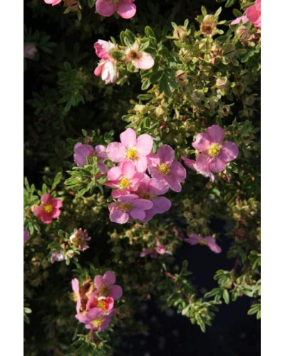 Перстач чагарниковий / Лапчатка кущова Лавлі Пінк ® / Пінк Б’юті ® | Potentilla fruticosa Lovely Pink ® / Pink Beauty ® | Лапчатка кустарниковая Лавли Пинк ® / Пинк Бьюти ®