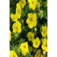 Перстач чагарниковий / Лапчатка кущова Кобольд | Potentilla fruticosa Kobold | Лапчатка кустарниковая Кобольд