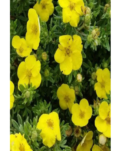 Перстач чагарниковий / Лапчатка кущова Кобольд | Potentilla fruticosa Kobold | Лапчатка кустарниковая Кобольд
