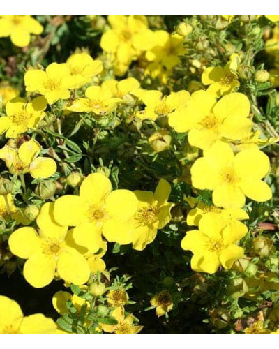 Перстач чагарниковий / Лапчатка кущова Кобольд | Potentilla fruticosa Kobold | Лапчатка кустарниковая Кобольд
