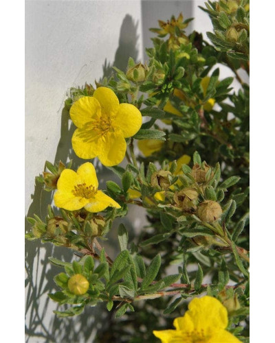 Перстач чагарниковий / Лапчатка кущова Кобольд | Potentilla fruticosa Kobold | Лапчатка кустарниковая Кобольд