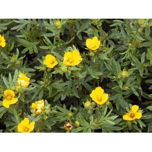 Перстач чагарниковий / Лапчатка кущова Кобольд | Potentilla fruticosa Kobold | Лапчатка кустарниковая Кобольд