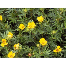 Перстач чагарниковий / Лапчатка кущова Кобольд | Potentilla fruticosa Kobold | Лапчатка кустарниковая Кобольд